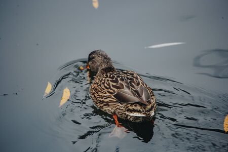 Birds and animals in the wild. An amazing grunt duck swims in a lake or river with blue water under the sunlight landscape. Close up perspective of a funny duckの写真素材