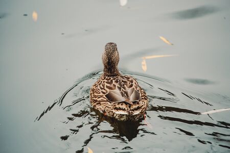 Birds and animals in the wild. An amazing grunt duck swims in a lake or river with blue water under the sunlight landscape. Close up perspective of a funny duckの写真素材