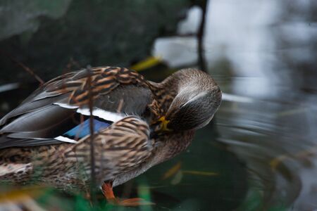 Birds and animals in the wild. An amazing grunt duck swims in a lake or river with blue water under the sunlight landscape. Close up perspective of a funny duckの写真素材