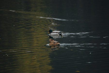 Birds and animals in the wild. An amazing grunt duck swims in a lake or river with blue water under...