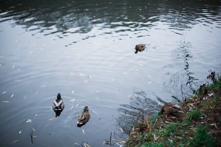 Birds and animals in the wild. An amazing grunt duck swims in a lake or river with blue water under the sunlight landscape. Close up perspective of a funny duckの写真素材