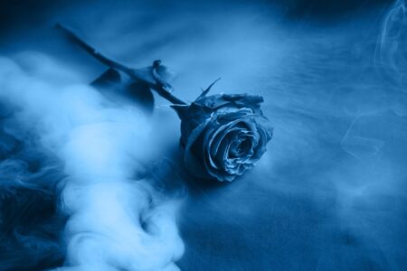 Fresh classic Pantone 2020 in blue. Color concept of the year. Delicate rose flower in the smoke. Flowers for the holiday, advertising, giftの写真素材
