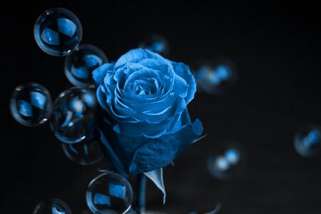 Fresh classic Pantone 2020 in blue. Color concept of the year. Delicate rose flower in the smoke. Flowers for the holiday, advertising, giftの写真素材