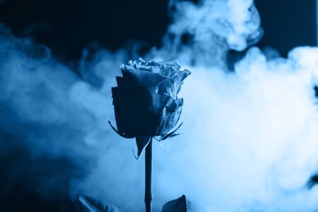 Fresh classic Pantone 2020 in blue. Color concept of the year. Delicate rose flower in the smoke. Flowers for the holiday, advertising, giftの写真素材