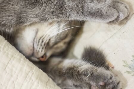 A cute gray cat peeks out from under the covers. Sleeps at home, relaxation, stratification, rumbling. View from aboveの写真素材