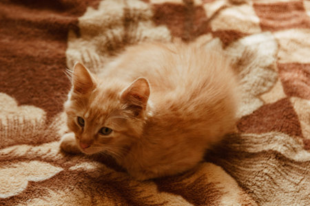 Cute cat sleeps at home in bed in the sun. Rest, relaxation, rumbling. View from above. Little kitty