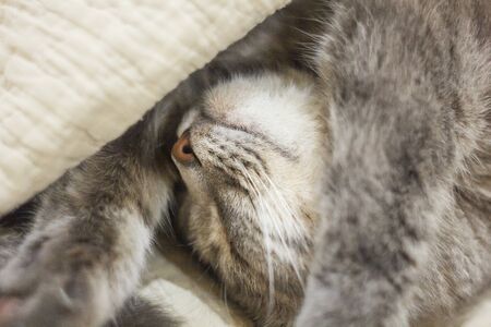 A cute gray cat peeks out from under the covers. Sleeps at home, relaxation, stratification, rumbling. View from aboveの写真素材