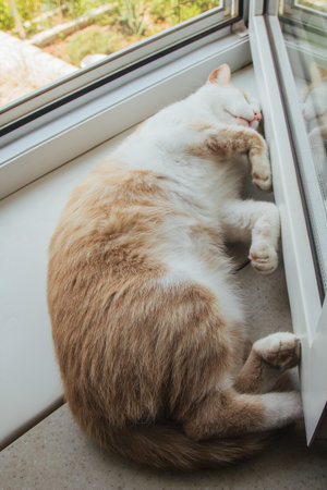 Cute red cat sleeps at home near the window in a funny pose. Relax, relaxation, rumbling. View from aboveの写真素材