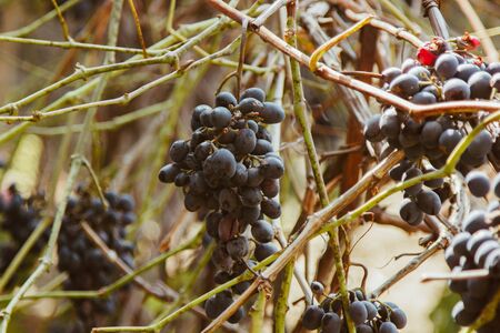 Ripe grape fruits grow in the garden. Fresh blue berries hanging on a branch. Organic vegetable growingの写真素材