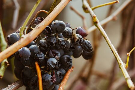 Ripe grape fruits grow in the garden. Fresh blue berries hanging on a branch. Organic vegetable growingの写真素材