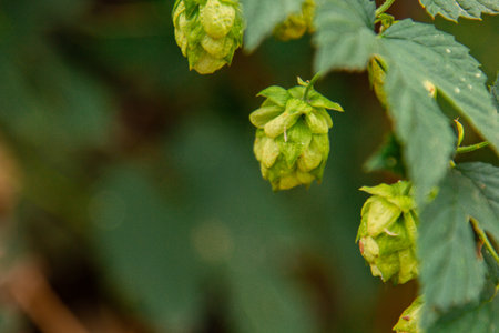 Hops grow in the garden. Fresh green leaves on a branch. Organic gardening. Ingredient for the...