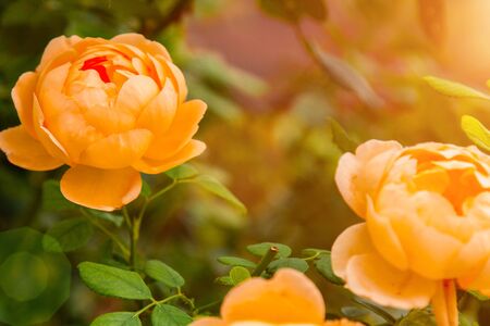 Orange tender tea rose flowers blooming as a background in the autumn garden. Horizontallyの写真素材