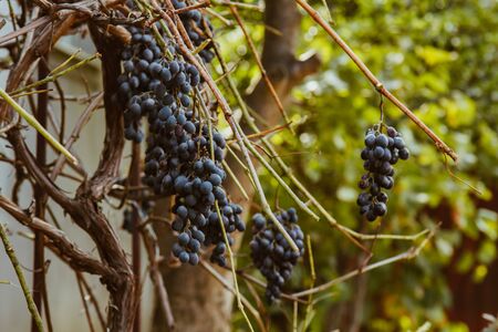 Ripe grape fruits grow in the garden. Fresh blue berries hanging on a branch. Organic vegetable growingの写真素材
