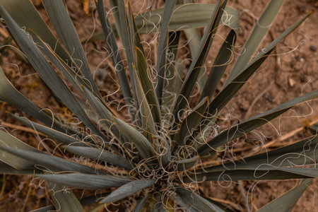Ripe yucca leaves grow in the garden. Fresh green plant on the ground. Organic vegetable growing
