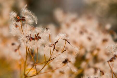 Orange delicate flowers of bloomed clematis bloom as a background in the autumn garden. Horizontallyの写真素材