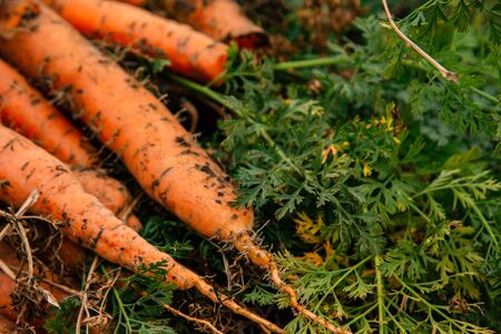 freshly picked carrots in the garden. fresh vegetables season. gardening and healthy eating concept. Vegetarianismの写真素材