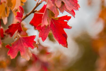 Bubble growing in the garden. Fresh orange leaves on a branch. Organic gardeningの写真素材