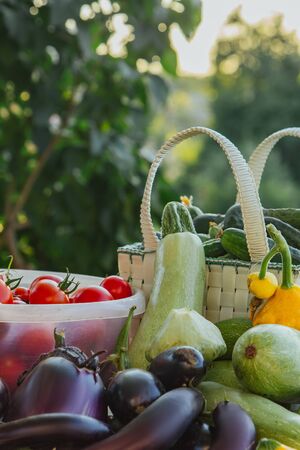 Fresh organic vegetables and fruits in a basket on a table in the garden. Healthy eating Eggplant, squash, cucumbers, tomatoes, zucchini. Vegetables on the saladの写真素材
