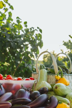 Fresh organic vegetables and fruits in a basket on a table in the garden. Healthy eating Eggplant, squash, cucumbers, tomatoes, zucchini. Vegetables on the saladの写真素材