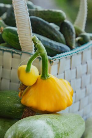 Fresh organic vegetables and fruits in a basket on a table in the garden. Healthy eating Eggplant, squash, cucumbers, tomatoes, zucchini. Vegetables on the saladの写真素材