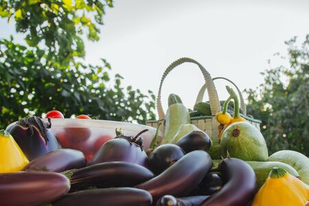 Fresh organic vegetables and fruits in a basket on a table in the garden. Healthy eating Eggplant, squash, cucumbers, tomatoes, zucchini. Vegetables on the saladの写真素材