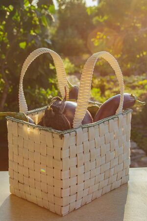 Fresh organic eggplant in a basket on a wooden table in the garden. Healthy eating Vegetables on the salad. Good harvest. Close-upの写真素材