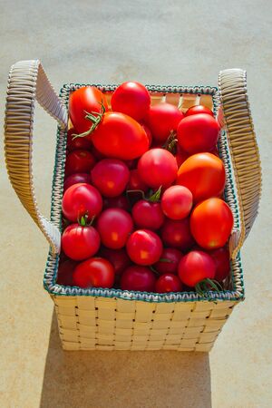 Healthy eating Vegetables on the salad. Good harvest. Close-up. Fresh organic tomatoes in a basket on a wooden table in the gardenの写真素材