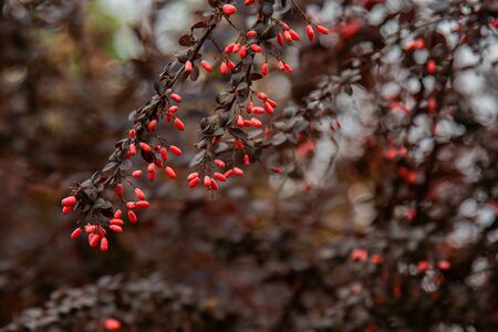 Ripe barberry fruits grow in the garden. Fresh red berries hanging on a branch. Organic vegetable growingの写真素材