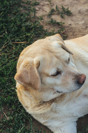 Outdoor portrait of a beautiful fawn labrador sitting in the garden. Pets on the street. Friend of...
