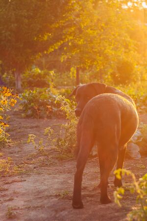 Outdoor portrait of a beautiful black labrador sitting at sunset during golden hour. Pets on the street. Friend of humanの写真素材