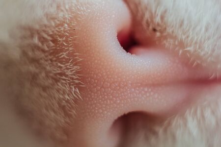 White cat's nose in profile. Close-up, macro photo. The concept of pet care, treatment of respiratory organs of cats. Light blue background. Copyspaceの写真素材