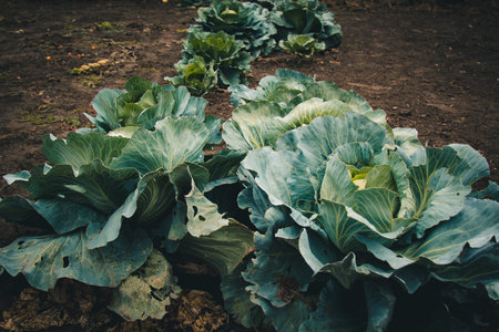 Fresh green cabbage in farm field vegetable organic background. Close-up of cabbage cabbage in the...