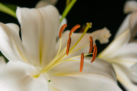 Lily branch close-up in the rays of light on a black background. delicate, white flower. contours of a flower in atmospheric dark photography. flowers for the holiday, advertising, gift, macro photoの写真素材