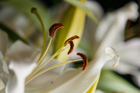 Lily branch close-up in the rays of light on a black background. delicate, white flower. contours of a flower in atmospheric dark photography. flowers for the holiday, advertising, gift, macro photoの写真素材
