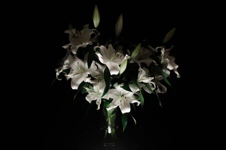 Lily branch in the rays of light on a black background. delicate, white flower. contours of a flower in atmospheric dark photography. flowers for the holiday, advertising, giftの写真素材