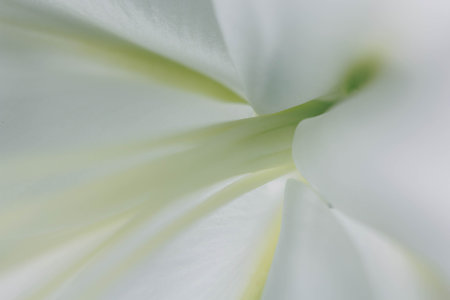 Lily branch close-up in the rays of light on a black background. delicate, white flower. contours of a flower in atmospheric dark photography. flowers for the holiday, advertising, gift, macro photoの写真素材