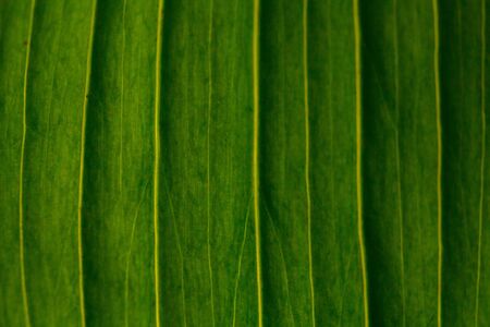 Lily branch close-up in the rays of light on a black background. delicate, white flower. contours of a flower in atmospheric dark photography. flowers for the holiday, advertising, gift, macro photoの写真素材