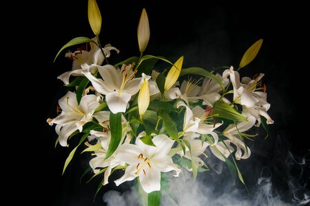 Lily branch in the rays of light on a black background. delicate, white flower. contours of a flower in atmospheric dark photography. flowers for the holiday, advertising, giftの写真素材