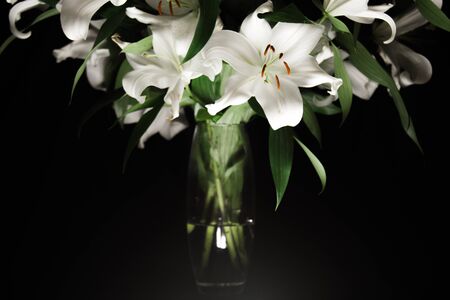 Lily branch in the rays of light on a black background. delicate, white flower. contours of a flower in atmospheric dark photography. flowers for the holiday, advertising, giftの写真素材