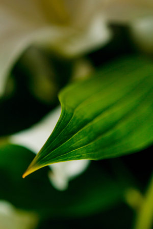 Lily branch close-up in the rays of light on a black background. delicate, white flower. contours of...
