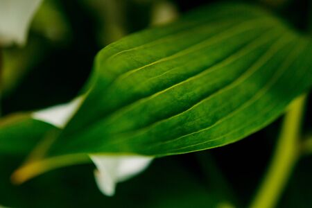 Lily branch close-up in the rays of light on a black background. delicate, white flower. contours of a flower in atmospheric dark photography. flowers for the holiday, advertising, gift, macro photoの写真素材