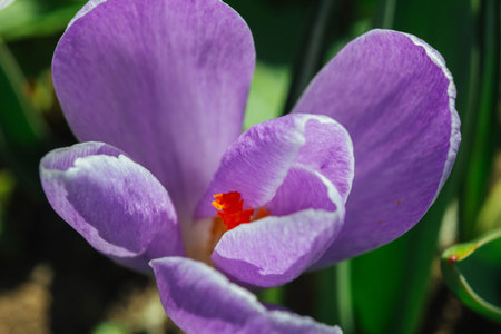 blossoming flower buds in a spring garden close-up. Multicolored plants planted in the open field.の写真素材