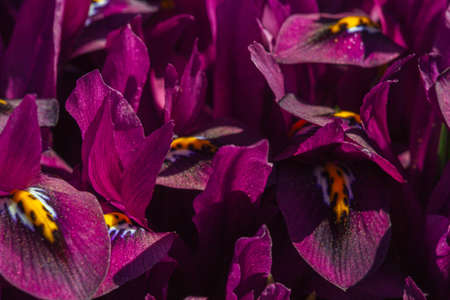 blossoming flower buds in a spring garden close-up. Multicolored plants planted in the open field.の写真素材