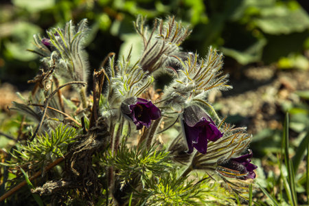 blossoming flower buds in a spring garden close-up. Multicolored plants planted in the open field.