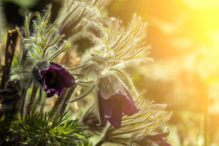blossoming flower buds in a spring garden close-up. Multicolored plants planted in the open field.の写真素材