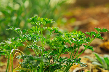 young green grass grows in the open field in the garden. Seedling greenery close-up. Lawn in macro.の写真素材