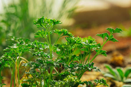 young green grass grows in the open field in the garden. Seedling greenery close-up. Lawn in macro.の写真素材