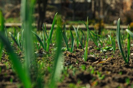 young green grass grows in the open field in the garden. Seedling greenery close-up. Lawn in macro.の写真素材