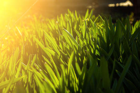 young green grass grows in the open field in the garden. Seedling greenery close-up. Lawn in macro.の写真素材