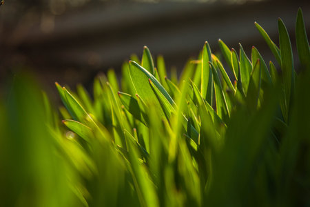 young green grass grows in the open field in the garden. Seedling greenery close-up. Lawn in macro.